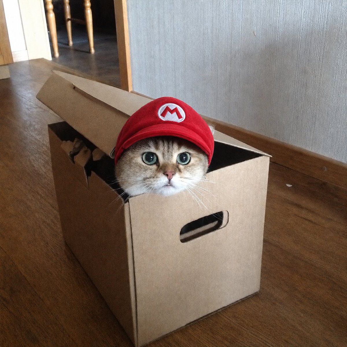 Vampy_bags's tweet photo. @yourcryptodj $BOXED Cat is the future, get your bag, thank me late. https://t.co/Ci5blWQZh2