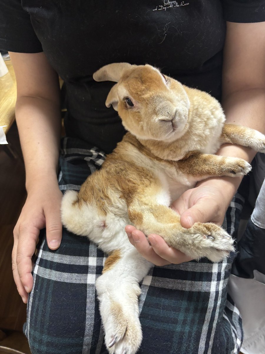 hosa821's tweet photo. こびりついたンコを取るスタイル。おてて可愛い https://t.co/jrzEgGjato