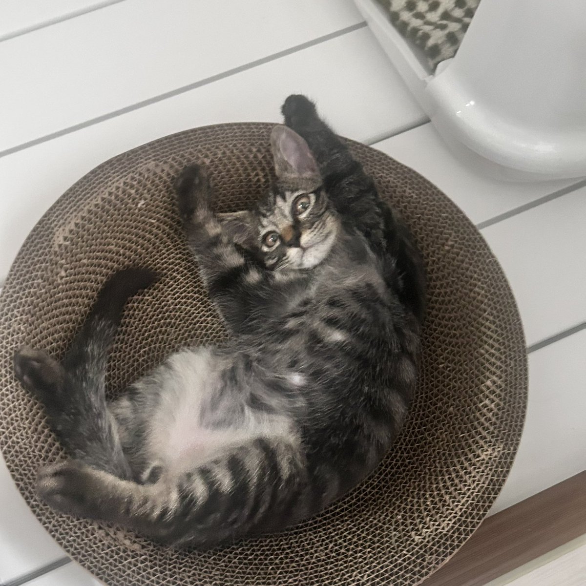 luvld1's tweet photo. ずーーーっとかわいい🐈‍⬛💓 https://t.co/YBvgZzoEbg