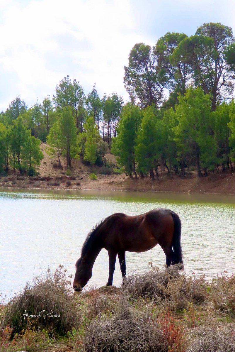 chaouiheritage's tweet photo. 📸 La nature reprendra ses droits, M’sara, wilaya de Khenchela. 🇩🇿 https://t.co/UkzgeUTQfo
