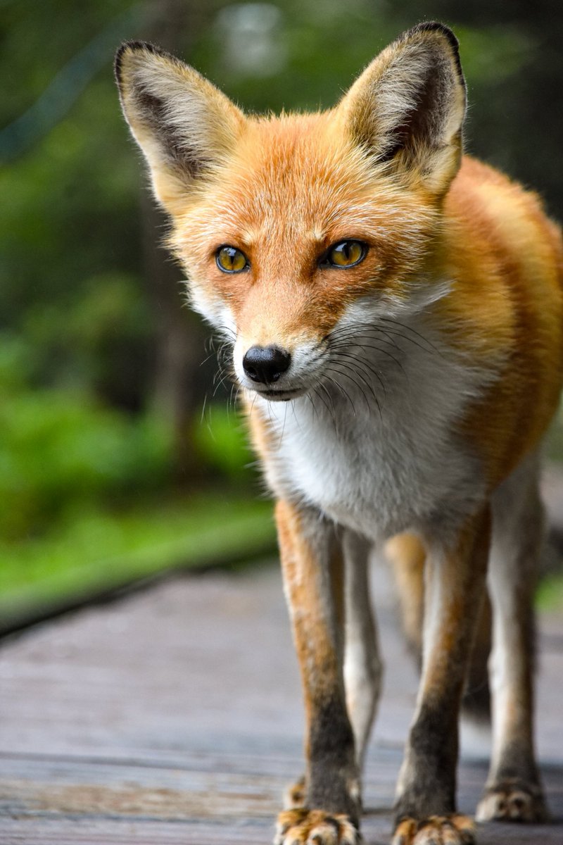 Alchemist310's tweet photo. キツネかわいかった🦊 https://t.co/SvSKUDi8YU