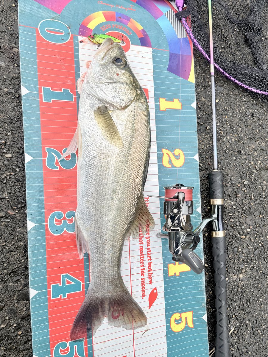 Casting_MASTER_'s tweet photo. 霞ヶ浦を西〜北へランガン
シーバス8本でサイズは平均50cm前後
まさかのウェーディングしてる人いて霞本湖に遠浅なポイントあって100mくらい沖に行けるの初めて知った

#霞ヶ浦 #シーバス https://t.co/yjGqNvHhKE