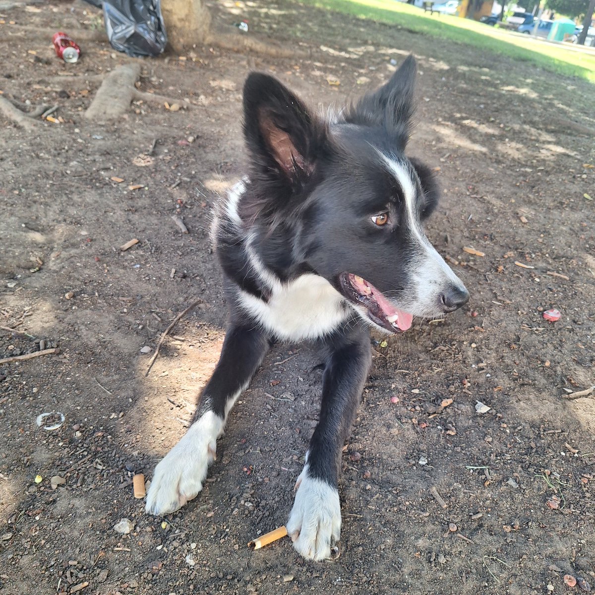 Joakin_conK's tweet photo. de chill en el barrio 🐕
#FelizSábado https://t.co/ZFRReWg3Qv