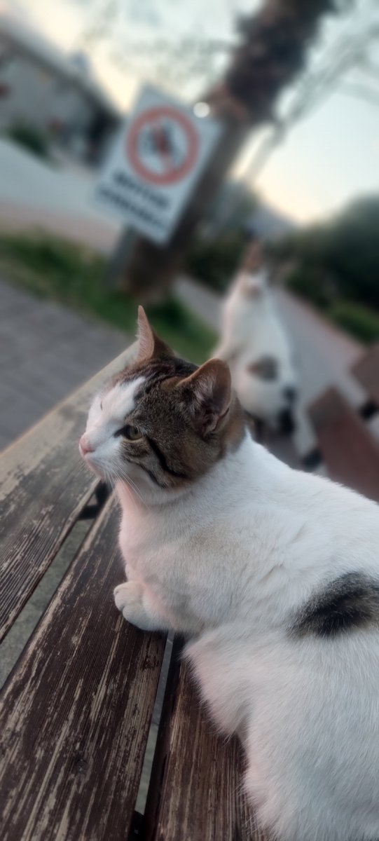 kursat_cingoz's tweet photo. Sokakta gördüğün her kedi, yaşamak için sessizce mücadele eden küçük bir hikaye. https://t.co/FBdW7LBmnf