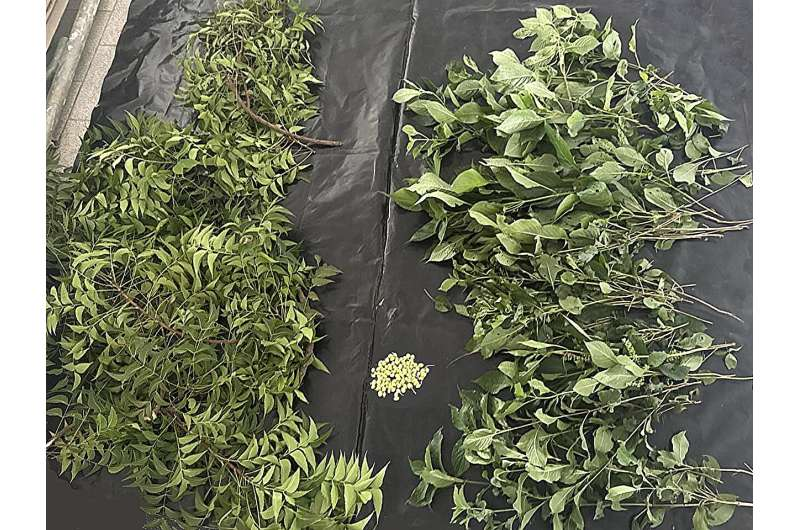 2026Adv12990's tweet photo. Mixture of traditional edible plants inhibits fungus growth in corn, study shows read more: https://t.co/xXFEkBfdam To Know More Information About Adv. PSPB 2027 Visit Our Website: https://t.co/GhkmIHgomg #agriculture #farming #farm #farmers https://t.co/oehXGyziDF