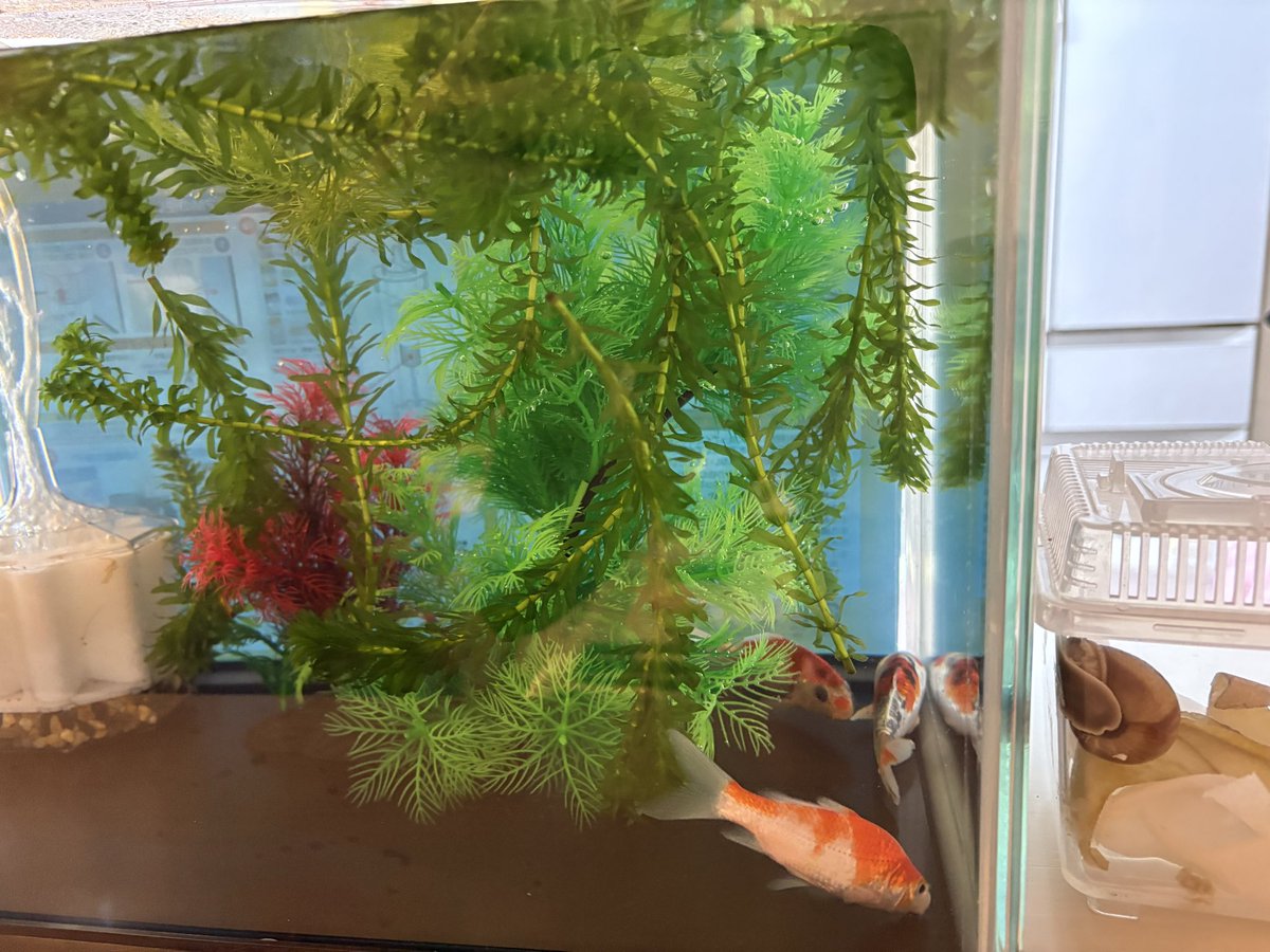 dai_desuyone's tweet photo. なんかうちに錦鯉の稚魚？が来た！
あわてて水槽買ったわけだけど、これって大きくなるのかな？
錦鯉って池にいる大きなイメージなのだけどもw https://t.co/ytPvOEM7us