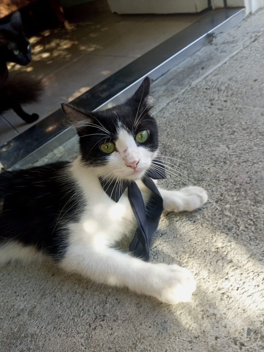 apoyocanino's tweet photo. Amigos rescatamos de los escombros de complejo Hugo Chávez en la Guaira a estos dos gatitos

Necesitamos su ayuda para encontrar para ellos un hogar, una nueva oportunidad, una familia y una vida donde estén protegidos y amados

Escríbannos al DM o al  0422-4004347

Gracias 💖 https://t.co/f5Ida7NlXi