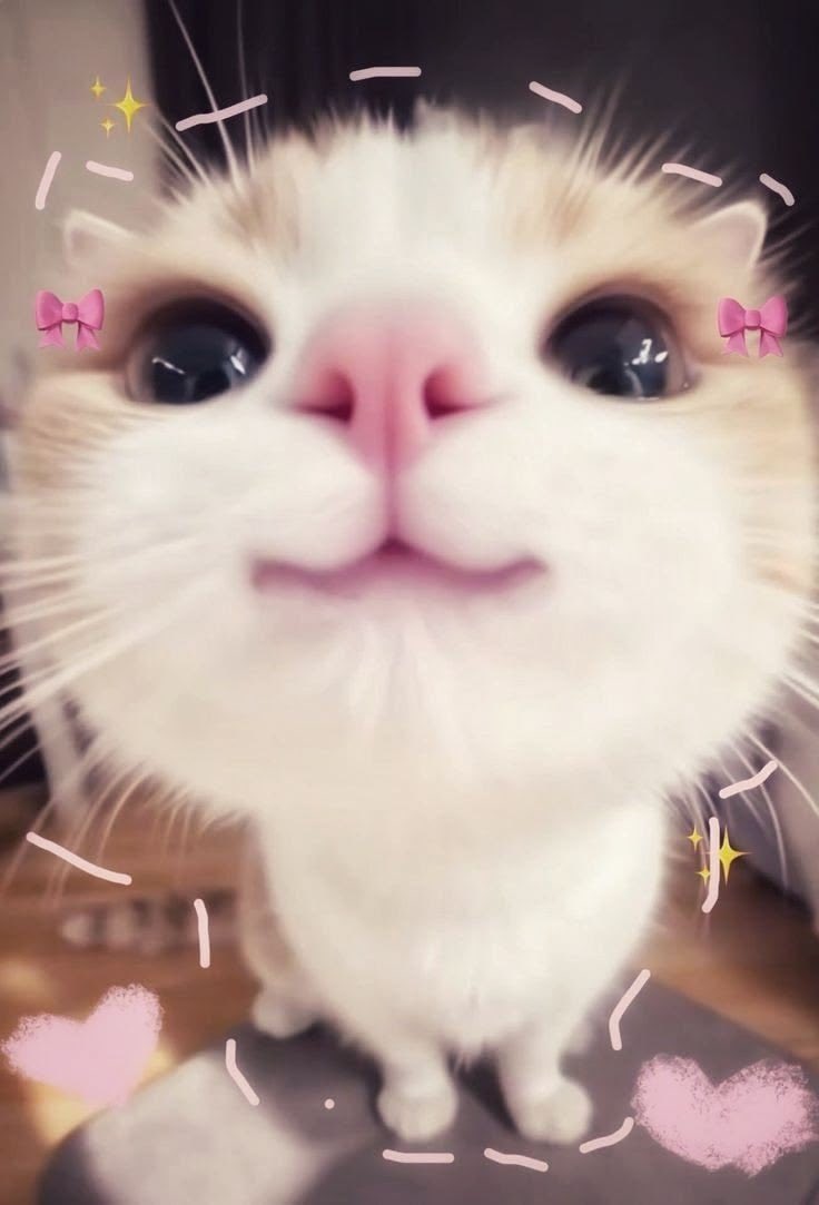cvmfi_'s tweet photo. Time to remake my pinned - I’d love to make new friends + very nsfw, avoid reposts tab!! T^T

- Kon | 20 | She/Her
- full time gooner (very nsfw)
- ow, val, dbd, horror games, slop games (multi), danganronpa
- free to dm! 💌 minors dni

#anitwt #gamingtwt #valtwt #owtwt #moothunt https://t.co/O0q9oUPyqH
