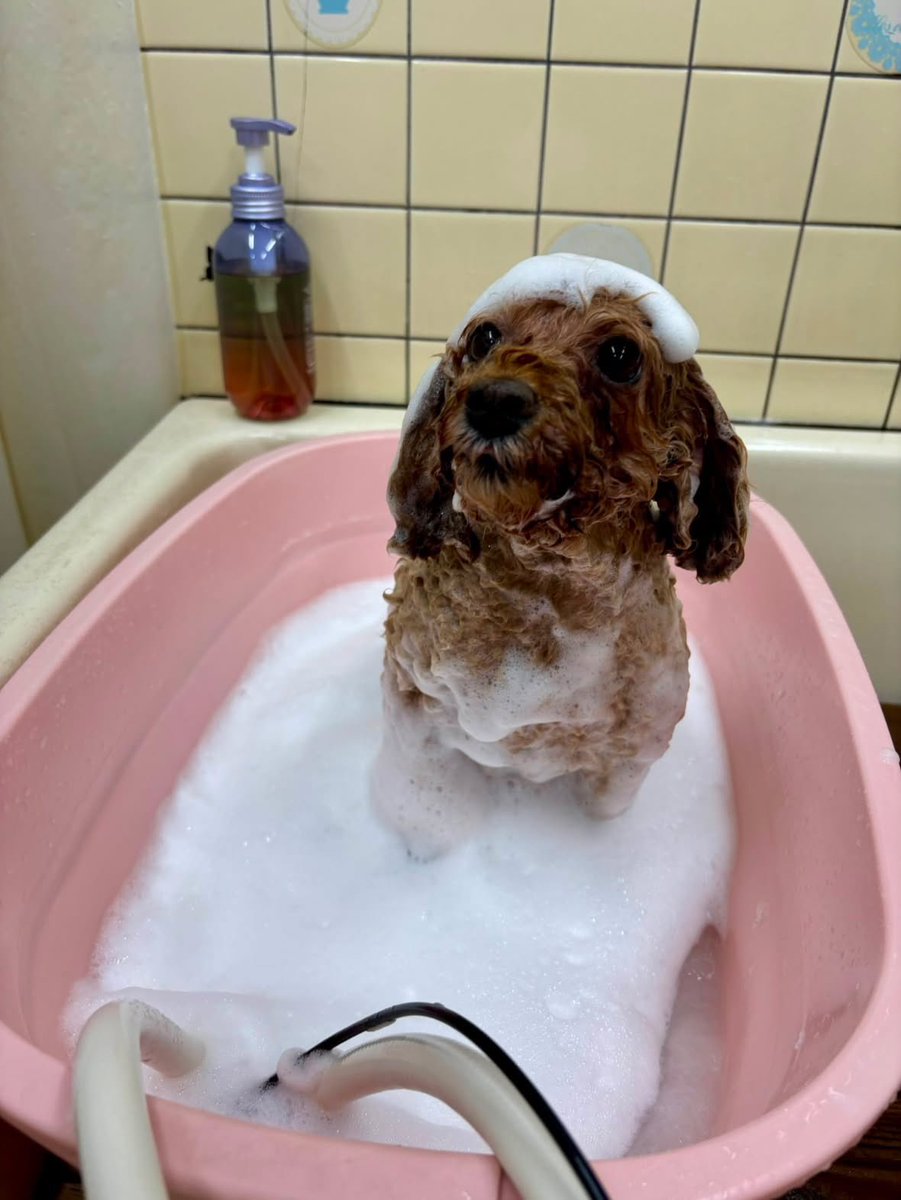 R693ume's tweet photo. 海賊🏴‍☠️✨
雪月🐩💕

雪月が海賊になったから🏴‍☠️大金持ち💎

#ペットサロン
#マキアート
#雪月7歳
#繁殖引退犬 https://t.co/zgrORyw5oM