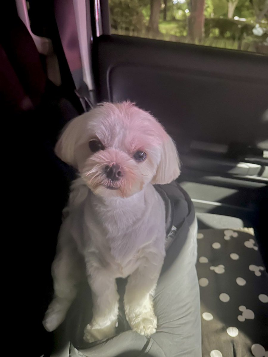 miyo0814's tweet photo. りあたんトリミング～✂️
今回も鬼可愛い"(∩>ω<∩)"

 #犬のいる暮らし 
 #犬のいる幸せ
 #チワマル https://t.co/vto14YgD26