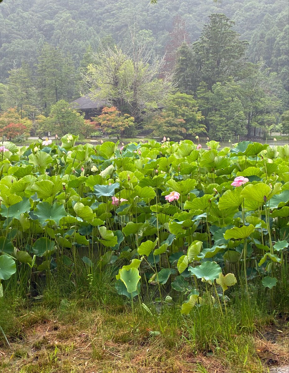 smith56524082's tweet photo. 思ったイメージと違う蓮の花
草刈機にしばかれそうじゃん https://t.co/syMB3QmIwy