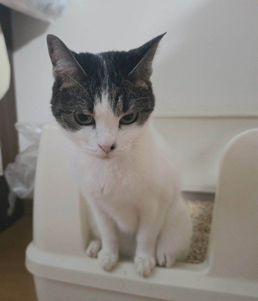 うさねこ (@rabbicat_neko) / X
