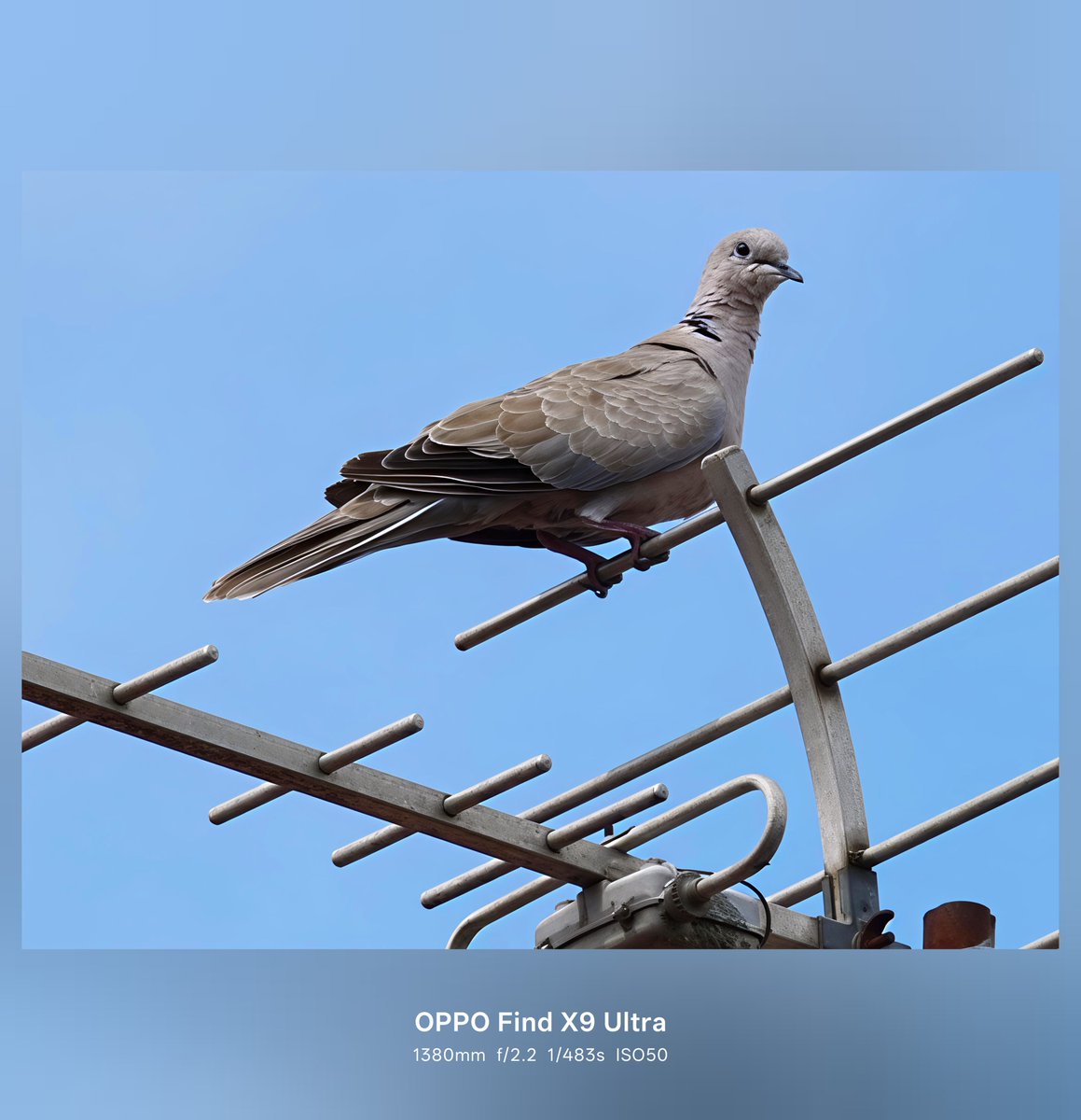 Bickoune's tweet photo. Local wildlife 😂

Shot on #OppoFindX9Ultra
#ShotOnOppo
#ShotOnSnapdragon
@oppo @OPPOFrance @Snapdragon @Snapdragon_FR https://t.co/VQaFEPrgBn