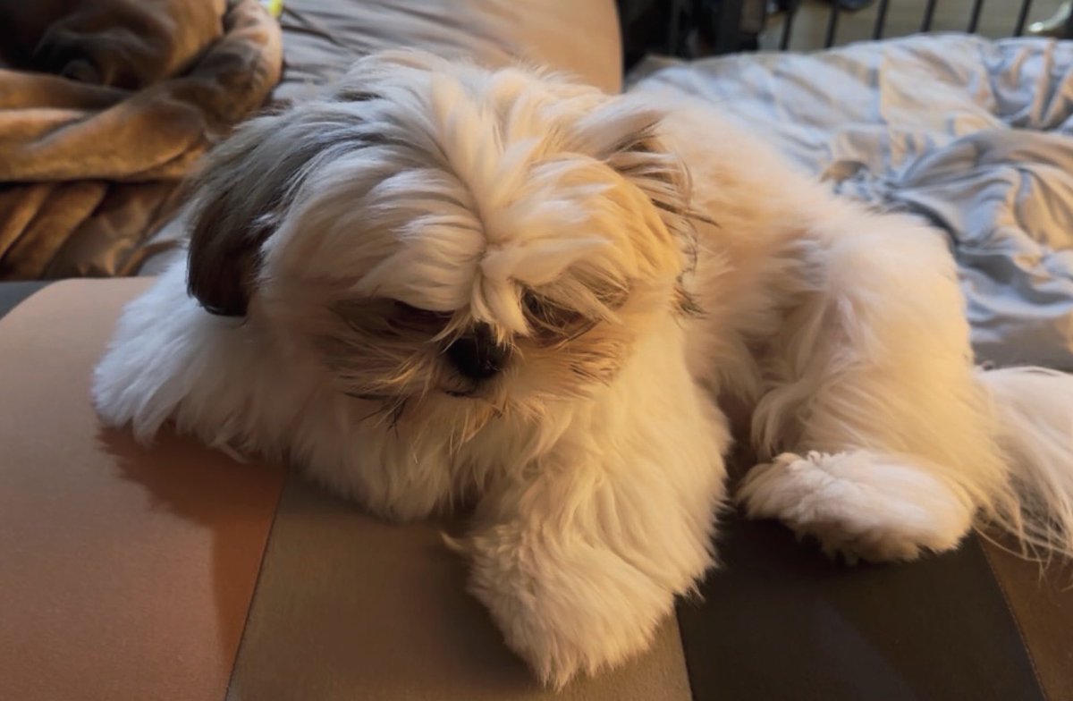 _k0hak's tweet photo. 犬生で初ヒートを迎えトリミングskipされてた犬なんですが、自分でヘアセットしてイカつくなってました https://t.co/aVmwPnPbkG