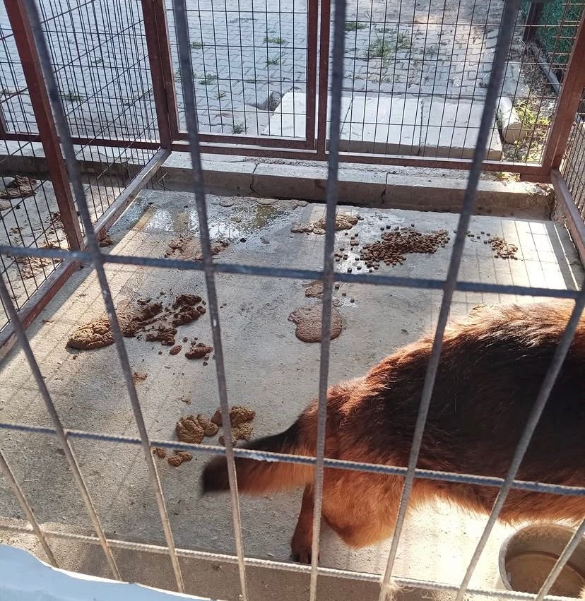 nihalerkoc06's tweet photo. GEMLİK’TE BARINAK SKANDALI!
SÖZ VERDİNİZ, KAPILARI KAPATTINIZ!

Bursa Gemlik Belediye Başkanı Şükrü Deviren ve Başkan Yardımcısı Durmuş Uslu’nun, barınak rezaletine yönelik tepkiler üzerine kamuoyunu yanıltan beyanlarda bulunduğu ortaya çıktı!

Başkan ve Başkan Yardımcısı, barınağa ziyaret için giriş saatini açıklamalarına rağmen, aynı saatte barınağa giden gönüllülere “ZİYARET YOK, GİREMEZSİNİZ” denilerek kapılar açılmadı!

@gemlikbld Başkan @sukrudeviren ve Başkan Yardımcısı Durmuş Uslu’ya açıkça söylüyoruz:

SÖZÜNÜZDE DURUN!
BARINAĞIN KAPILARINI GÖNÜLLÜLERE AÇIN!
KAMUOYUNU YANILTMAYIN!

@yenipartiyiz Sn. @eczozgurozel; Kamuoyunu yanıltan açıklamalarda bulunduğunu görülen ve gönüllülerle tespit edilen başkanınız hakkında gereğini yapmanızı ve Gemlik’te yaşanan barınak ziyaret sorununu çözmenizi istiyoruz.