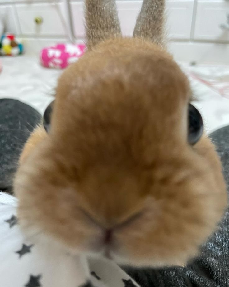 myo3uit's tweet photo. 토끼 코뽀뽀하러왓구나🥰🥰 https://t.co/DUcjyaAzQe