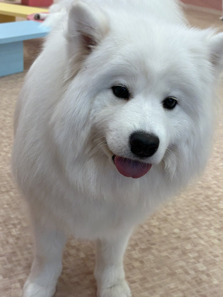 samoyedsmile1's tweet photo. ち、近いのき😟 https://t.co/KX7zd44Gyr