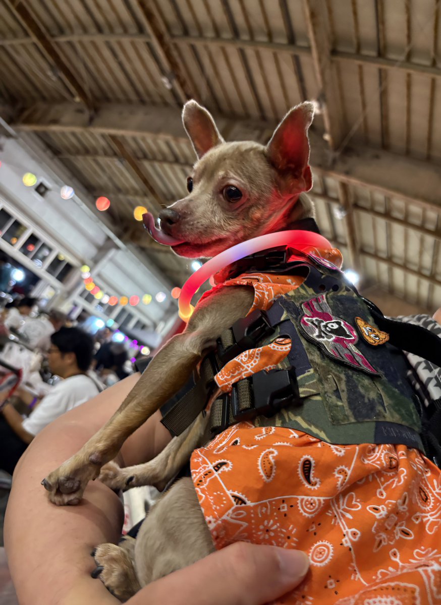 marbor_'s tweet photo. 新潟犬の陣✕猫の陣に行って来ました🐶🐱
ミニピン率低かったな…。
#新潟犬の陣猫の陣
#ミニピン
#子鹿組
#キロナイナー https://t.co/2bHjBwwmyW
