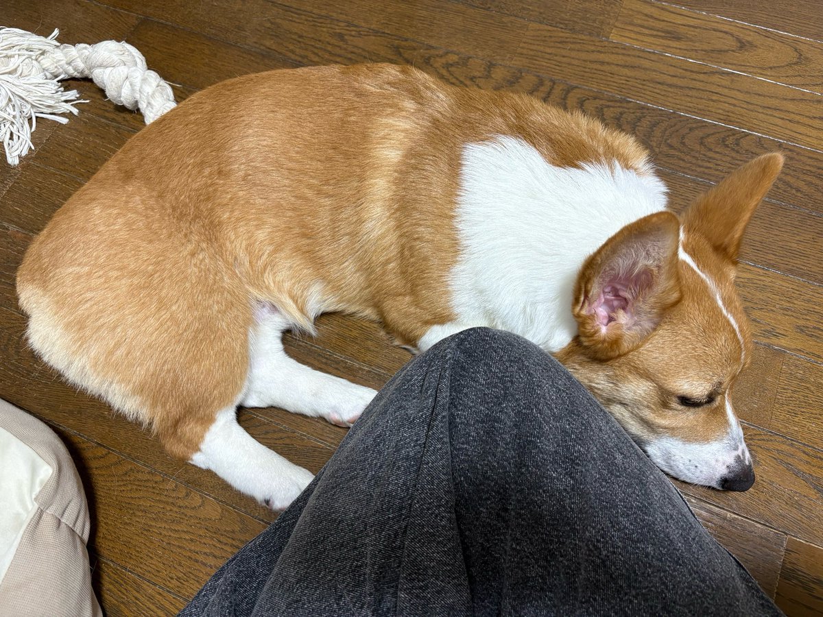 corgisuke0207's tweet photo. 悲しくて涙が出た時は
こぎすけが寄り添ってくれる
ありがとう https://t.co/CtJjJzP2Qv