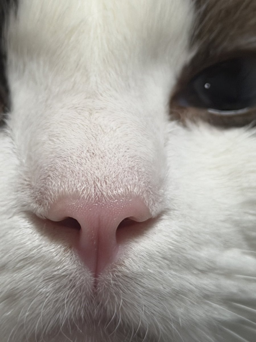 ragutaro_rag's tweet photo. 猫が甘えた顔して見つめてくるから急いでスマホのカメラ構えたら、無駄に4.9倍ズームになっててこれ https://t.co/Vn3t2T991i