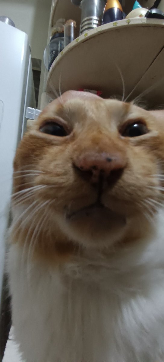 CatsHeld's tweet photo. https://t.co/y9al4Ht9am