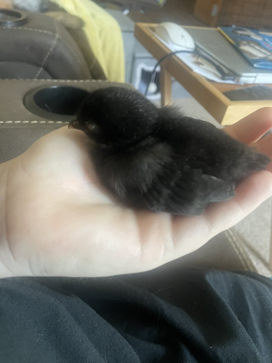 Crazimammachook's tweet photo. I GOT HATCHLINGS!? https://t.co/qnD7JTOi77