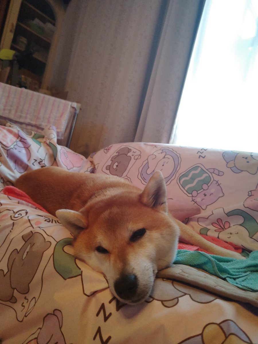 HarukaAkituki's tweet photo. 8月29日
①ハマってます〜!!
②オヤツのおかわり欲しいなぁ〜!!
③お昼寝🐑💤スヤスヤ🐑💤
④そろそろ夕ごはんだよね。早く食べたいなぁ〜!!
 #彩葉の日常 https://t.co/0NMofBN7nx