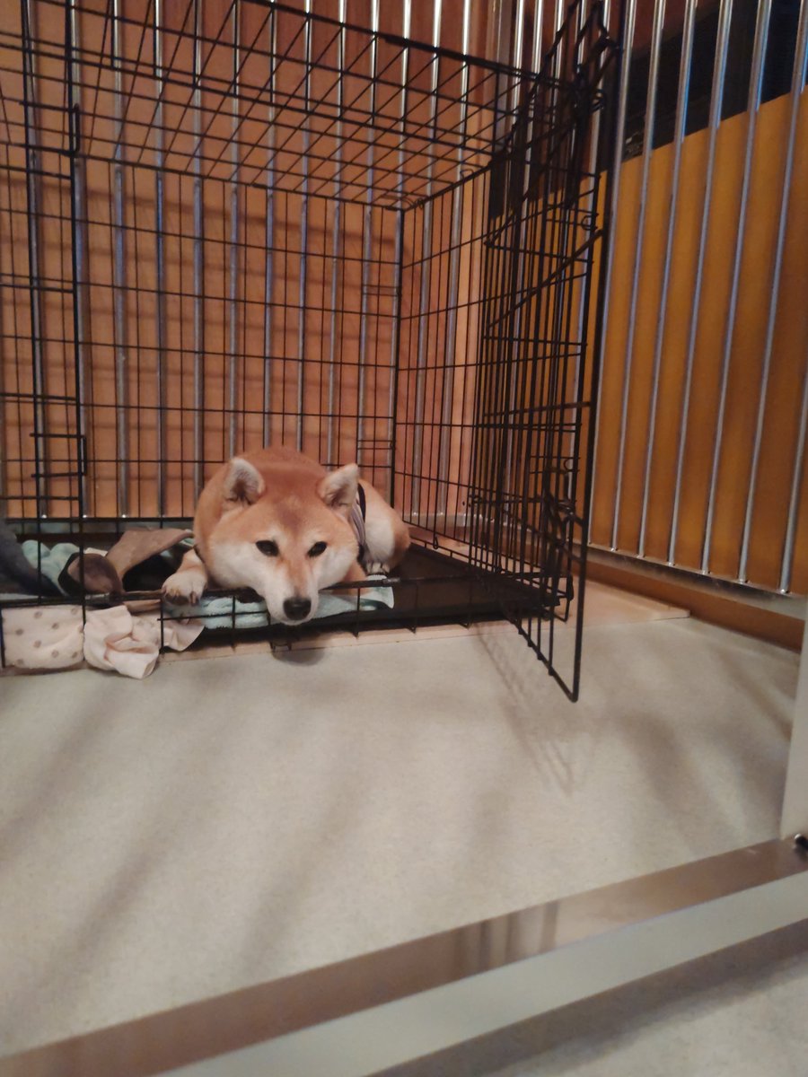 HarukaAkituki's tweet photo. 8月29日
①ハマってます〜!!
②オヤツのおかわり欲しいなぁ〜!!
③お昼寝🐑💤スヤスヤ🐑💤
④そろそろ夕ごはんだよね。早く食べたいなぁ〜!!
 #彩葉の日常 https://t.co/0NMofBN7nx