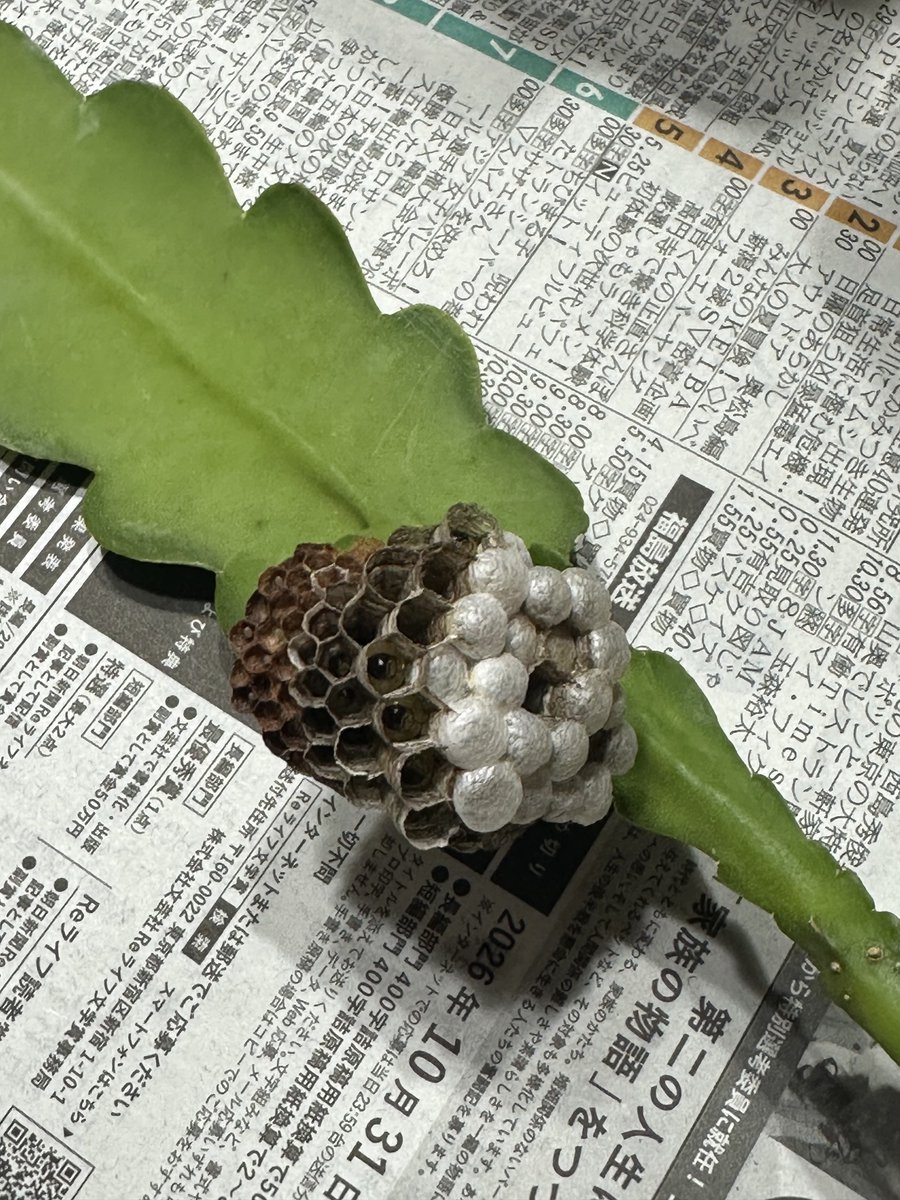 aiharax's tweet photo. 今日の餌は、蜂の子！
アシナガバチの巣が庭先にあるので、1.2回ですが生き餌にしてます。
アマガエル、アオガエル、トウホクサンショウウオみんな食べてくれます

#アマガエル
#アオガエル
#トウホクサンショウウオ
#仙台 https://t.co/LWsvZ8Xi3H
