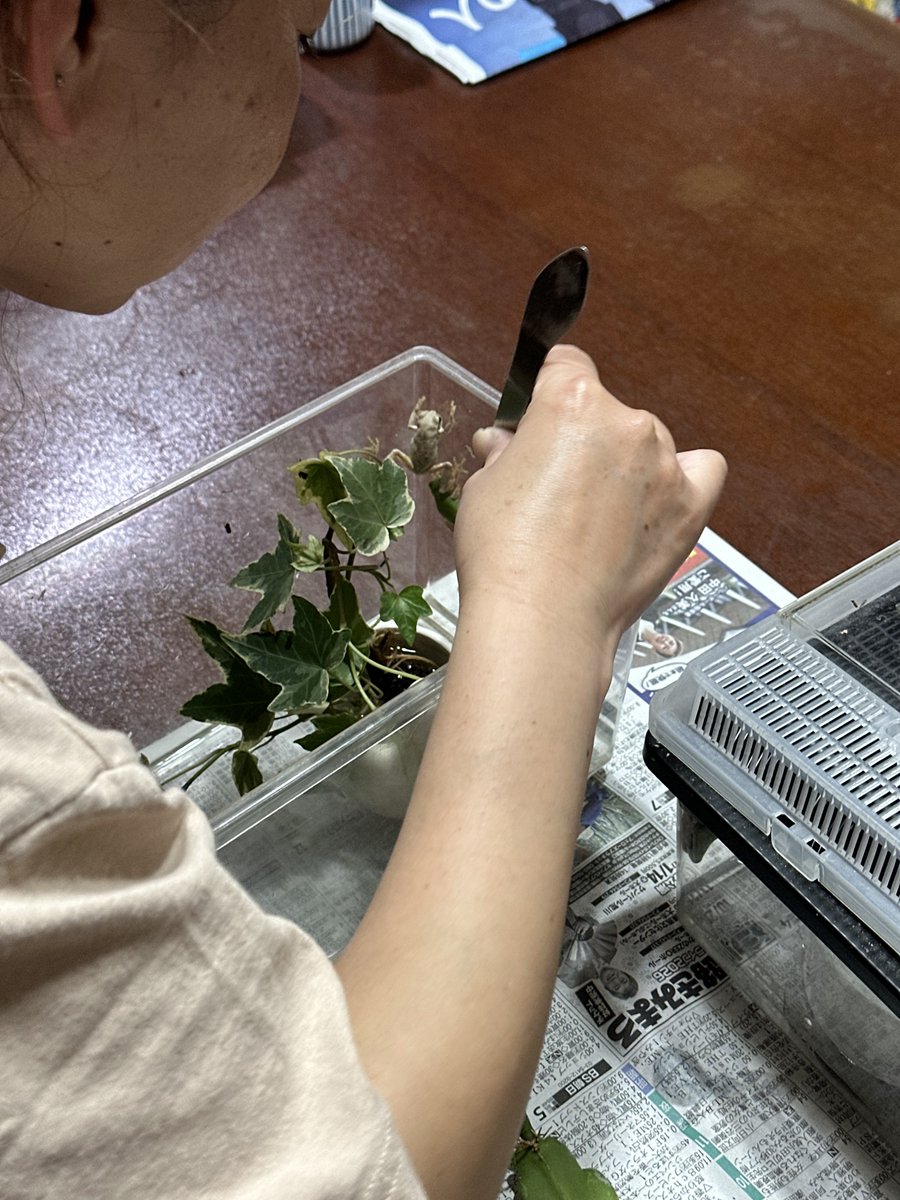 aiharax's tweet photo. 今日の餌は、蜂の子！
アシナガバチの巣が庭先にあるので、1.2回ですが生き餌にしてます。
アマガエル、アオガエル、トウホクサンショウウオみんな食べてくれます

#アマガエル
#アオガエル
#トウホクサンショウウオ
#仙台 https://t.co/LWsvZ8Xi3H