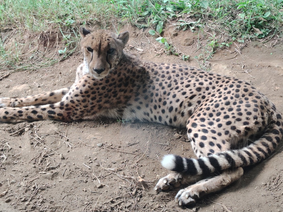 sakuya_amtrs's tweet photo. 横浜動物園ナイトズーラシア行って来た!!
これで夏の動物園（ナイトズー）は今年最後だね笑
あまり暑くなくて、比較的過ごしやすかったｗ!! https://t.co/zJ63V1rLoQ