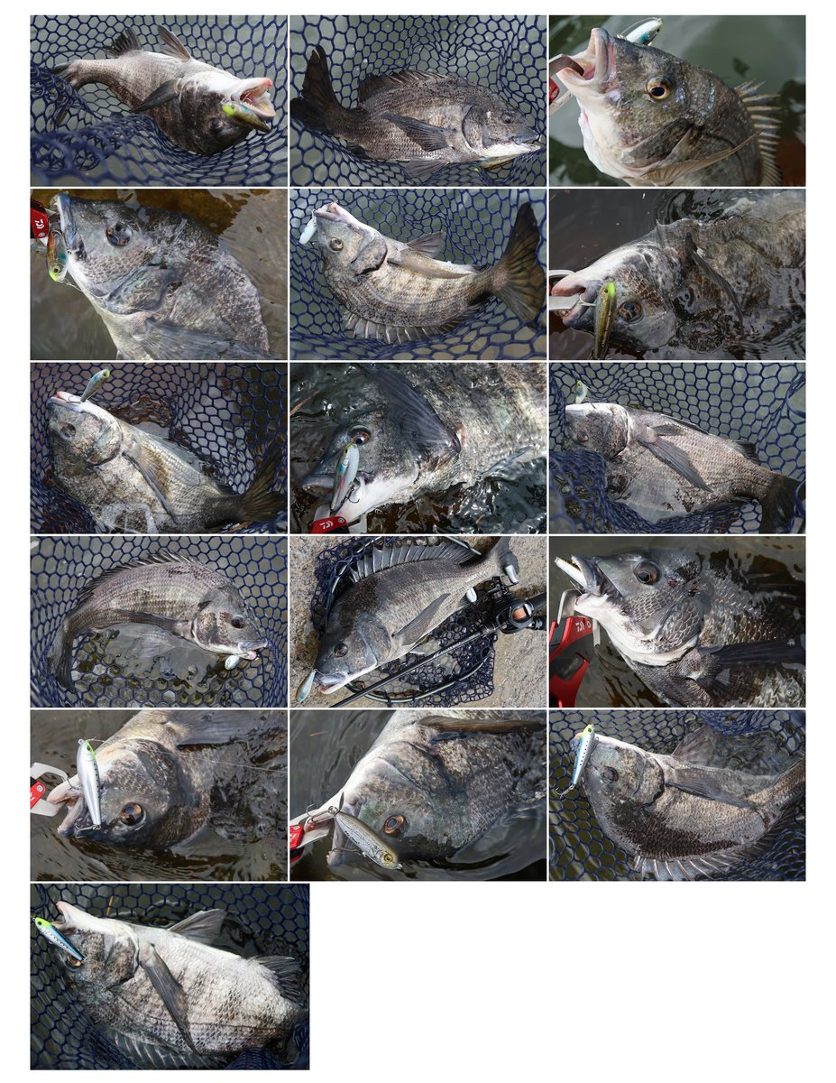 morizo57's tweet photo. チヌトップ最高！
ラフトリック70Fで16枚。水面炸裂を堪能しました。
#ダイワ #シルバーウルフ #ラフトリック 
#SLPWORKS #GoldWorks https://t.co/khqb2qMnbN