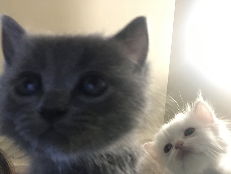 shibackar2td's tweet photo. подарила нам с соседкой милые брелочки на ключи: у нее с белым котиком, у мня с серым https://t.co/G5Zv2qOfVW