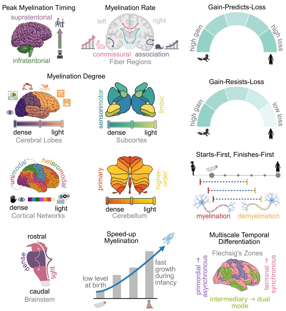 sahar_ahmad4's tweet photo. 💡Our new study in @NatureComms reveals how myelination progresses across the human lifespan, with different brain regions following distinct growth trajectories.
🌐 Read more: https://t.co/nUx3JGjEzz
#BrainDevelopment #Neuroscience #Neuroimaging #Lifespan #MRI
@NaturePortfolio https://t.co/qv2kdxuH81