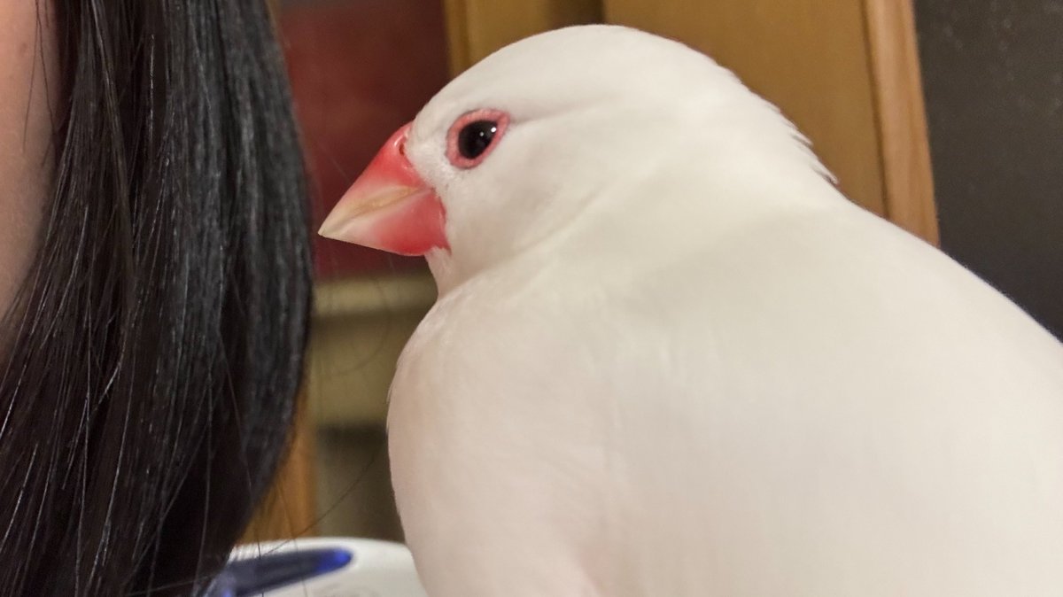 salvation_doll's tweet photo. つやつやの鳥(距離近め) https://t.co/F77yrXxTCJ
