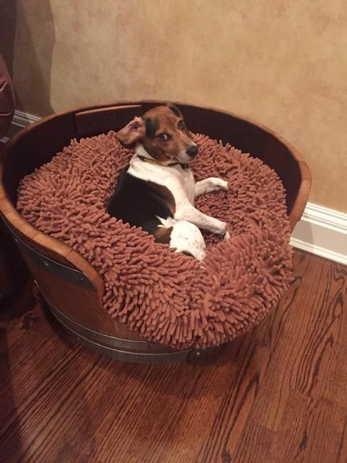 CharlieDogtp's tweet photo. Watching you https://t.co/kJ83AtbpLG