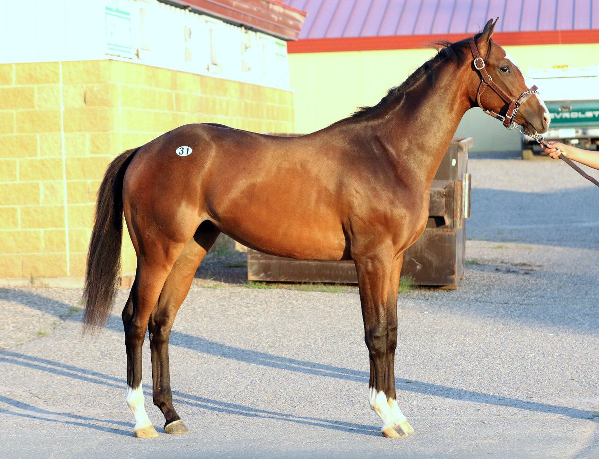 minnesotabred's tweet photo. 2026 Thoroughbred Yearling  Sale - Sept. 6
Preview Saturday from 5:00PM – 8:00PM &amp; Sunday from 10:00AM 'til Time of Sale in Receiving Barn. Auction Sunday, September 6 following Live Racing in Event Center
https://t.co/zFfdLijpuc https://t.co/qOX2enWNBG