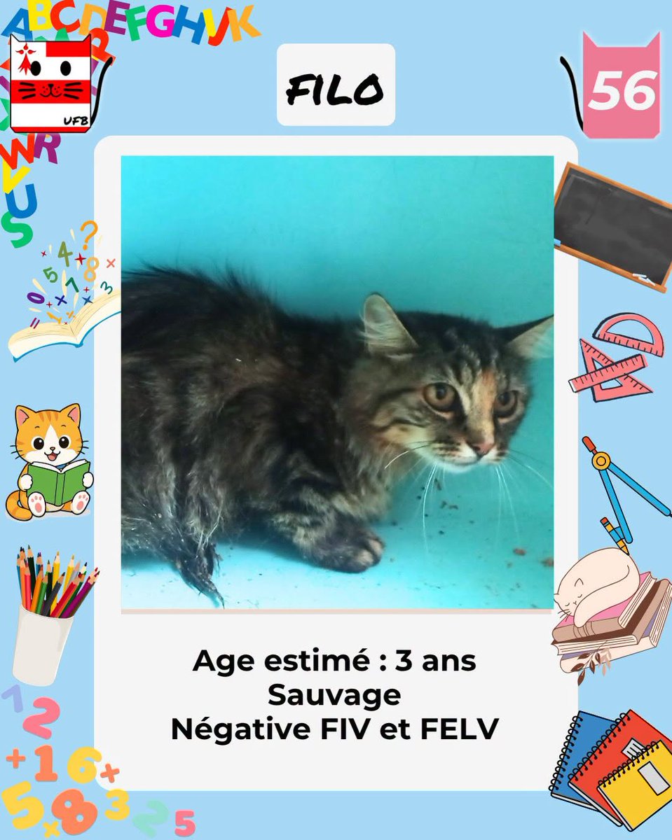 justineducern's tweet photo. En fourrière en Bretagne dans le dépt 56  
Je suis à ADOPTER  
mais avant le 04/09/26 
pour me sauver et me permettre de continuer à vivre,  
Pour renseignements :   
Contacter Urgences fourrières de Bretagne par ce lien bleu, et faire un message   https://t.co/cij7aMhLYw https://t.co/fTd7kaQcip