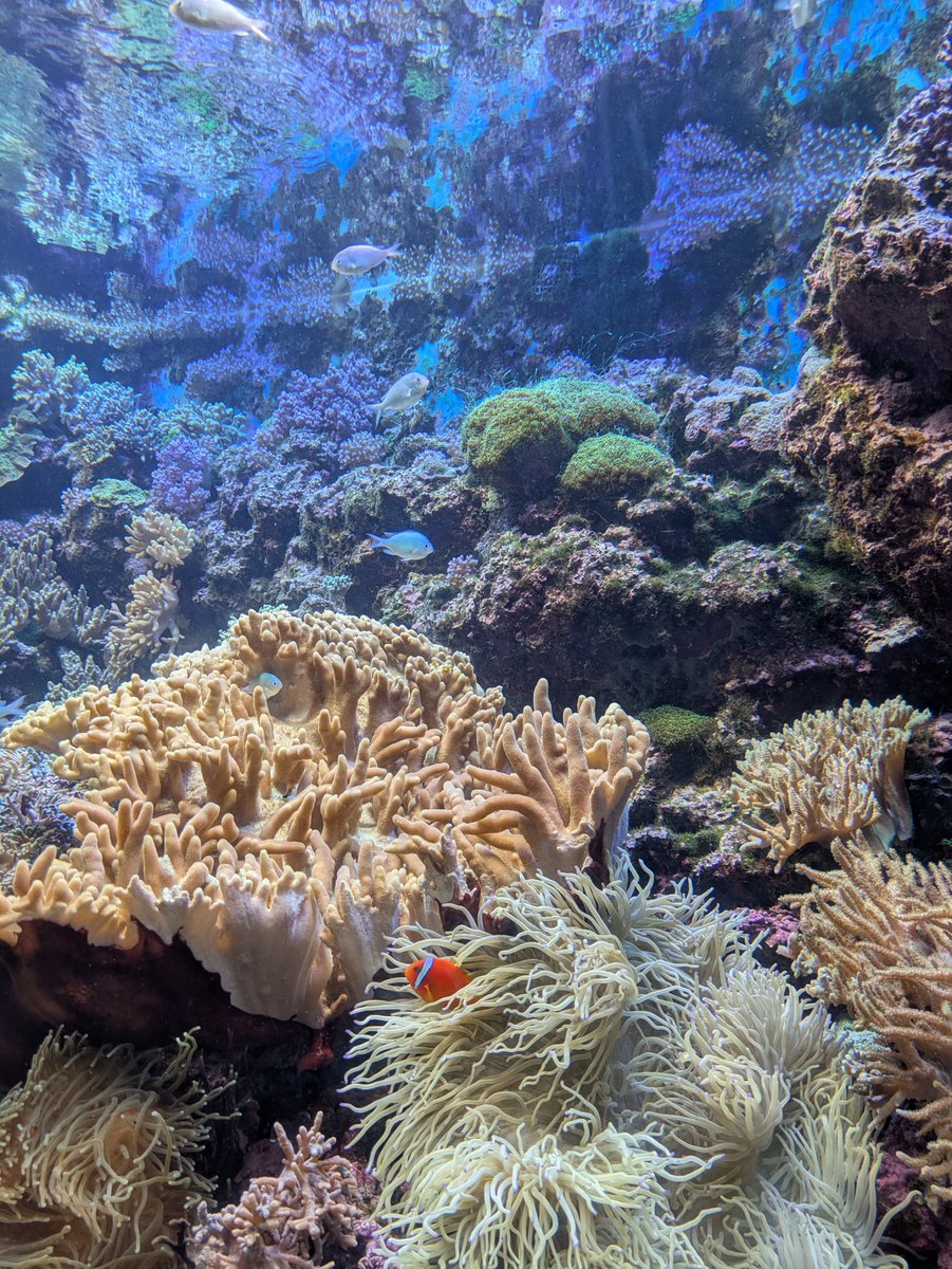 setsuna_0413's tweet photo. @LuruO4O3 水族館好きすぎて写真撮り忘れる民だけどつい最近行ってきた✌️水族館楽しいよね🐟🐬🐧 https://t.co/r2ZQBgd72S