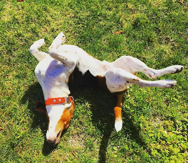 CharlieDogtp's tweet photo. I’m bullish on sunshine. https://t.co/fvnVlVdWLJ