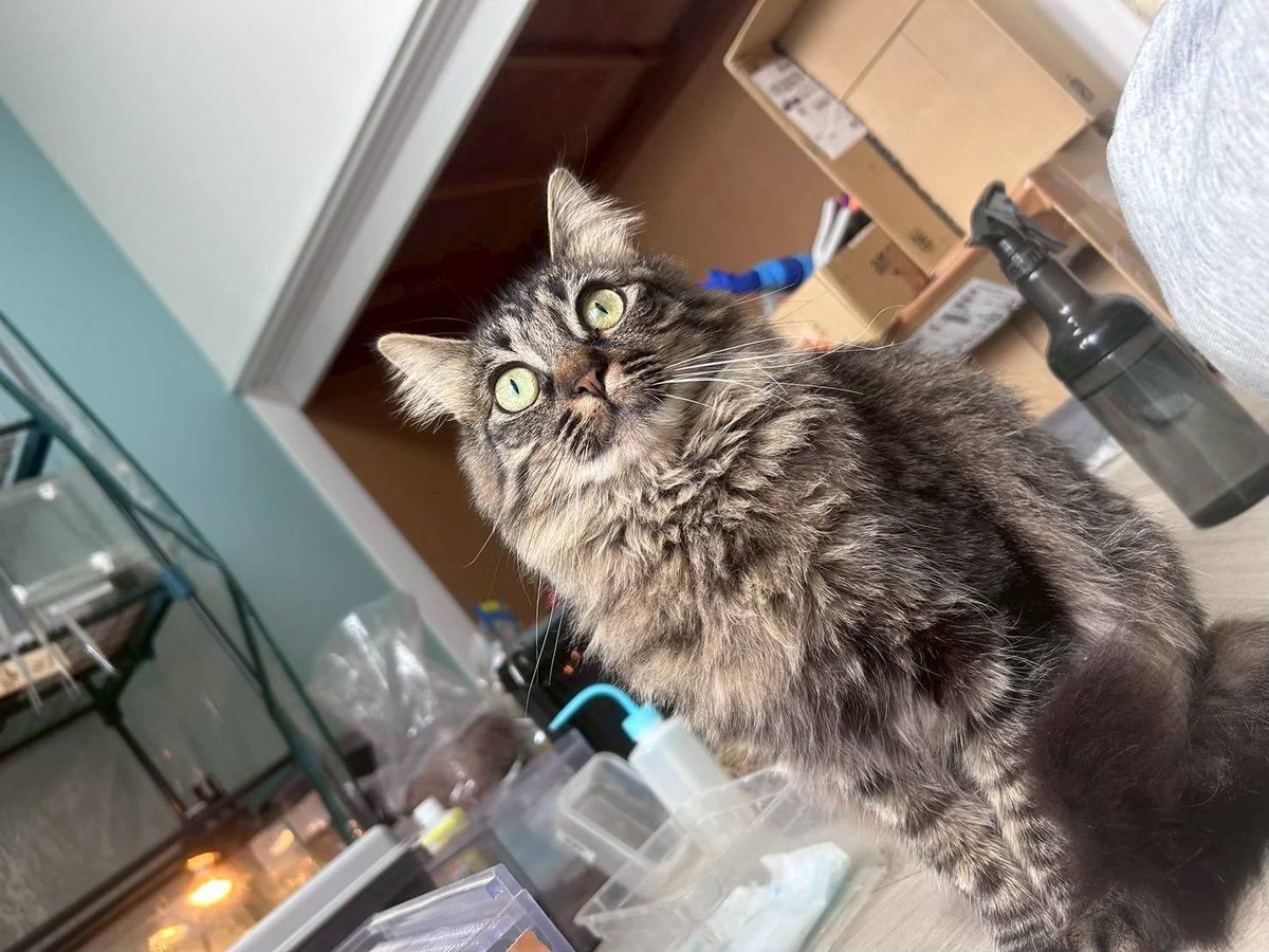 privateeye_pet's tweet photo. 【迷子猫を探しています‼️】

埼玉県入間市小谷田3丁目付近にて

8月29日から行方不明になりました💦

目撃した方はリプライやDMをいただけますと幸いです🙇‍♂️

名前：フウ
性別：メス（避妊済）
年齢：1歳
特徴：長毛
　　　キジトラ
　　　体格が小さい

#迷子猫 #猫 #迷い猫 #埼玉県 #入間市 #拡散希望 #迷子ペットを守りたい
