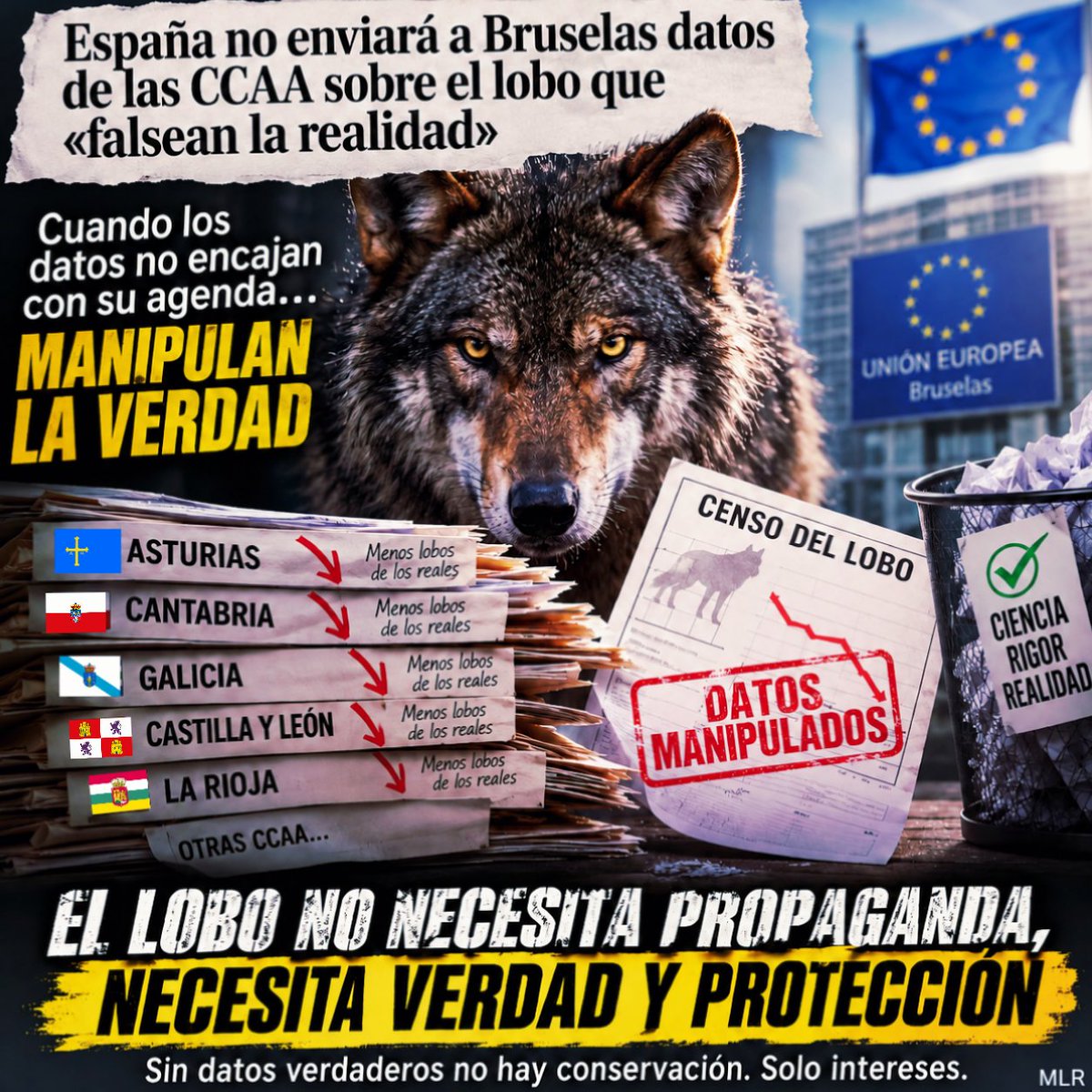 Marcoslrua's tweet photo. CUANDO SE FALSEAN LOS DATOS, PIERDEN EL LOBO, LA CIENCIA Y PERDEMOS TODOS.

La manipulación, el maquillaje o la presentación de datos que no reflejan la realidad sobre el lobo no es una simple disputa política o administrativa. Tiene consecuencias directas sobre la conservación de una especie y supone un ataque frontal al conocimiento científico.

Si los datos oficiales se exageran, se minimizan o se adaptan para justificar decisiones previamente tomadas, la ciencia deja de ser la herramienta que guía la gestión y se convierte en un obstáculo que algunos intentan esquivar. Y cuando eso ocurre, las consecuencias pueden ser irreversibles.

Un censo falseado puede servir para presentar una población como más abundante, más estable o más segura de lo que realmente está. A partir de ahí se pueden justificar las matanzas de lobos y políticas que incrementen la mortalidad de una especie que sigue enfrentándose a la caza furtiva, al veneno, la fragmentación de su hábitat, los incendios y la pérdida de diversidad genética.

El problema es especialmente grave porque cada decisión se construye sobre los datos disponibles. Si los datos son falsos, las decisiones también pueden serlo. Y si esas decisiones implican matar lobos, el error no se corrige en un informe: se traduce en animales muertos y en manadas desestructuradas.

La ciencia no puede funcionar bajo presiones políticas ni adaptarse a los intereses de quienes necesitan determinadas cifras para justificar determinadas políticas. Los censos deben servir para conocer la realidad, no para fabricar una realidad conveniente.

Por eso resulta fundamental que las administraciones utilicen metodologías rigurosas, transparentes y verificables. Y cuando existan datos que no superen los controles técnicos o científicos, deben ser corregidos antes de utilizarlos para adoptar decisiones de gestión.

Porque aquí no está en juego únicamente el futuro del lobo.

Está en juego la credibilidad de las instituciones, el respeto por la ciencia y la obligación de proteger el patrimonio natural basándose en hechos y no en intereses.

El lobo no necesita censos a medida de quienes quieren eliminarlo.

Necesita verdad, ciencia y políticas de conservación.

Porque cuando se manipula la realidad para justificar la muerte, no estamos ante gestión de la naturaleza.

Estamos ante el fracaso de la ciencia convertido en política.
