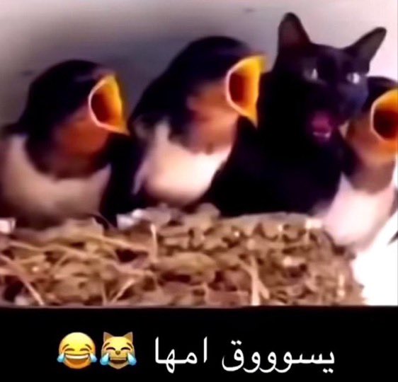 razanhamad06's tweet photo. بكره اول يوم دوام لي لان ماشية على تقويم مكه وانا بالرياض https://t.co/iuMkhqJSdv