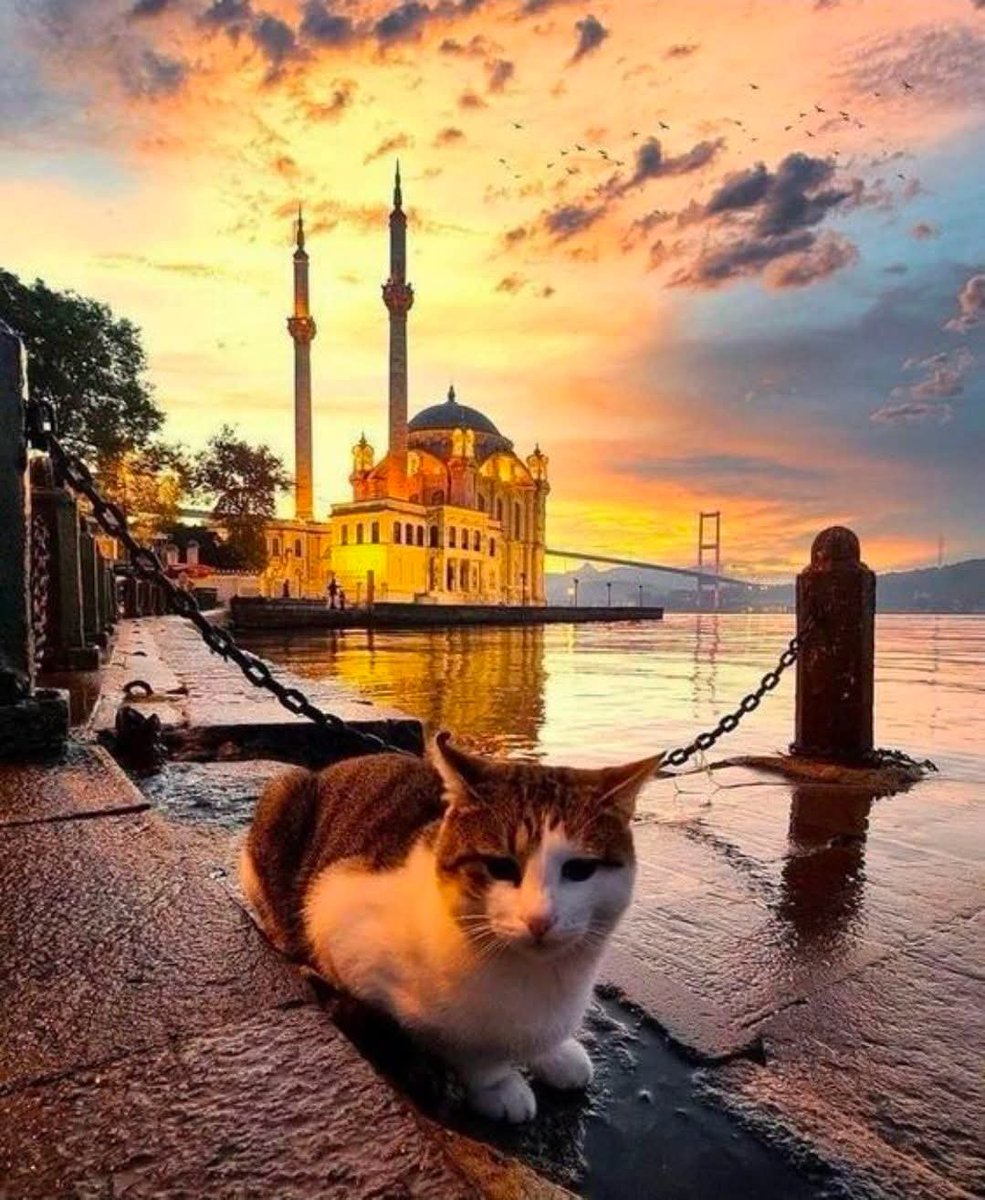 xmcrs_'s tweet photo. Bilmeyen ne bilsin bizi, bilenlere selam olsun!..

Yunus Emre ks 

#Hayırlı #Akşamlar https://t.co/DnkuHp1H0L