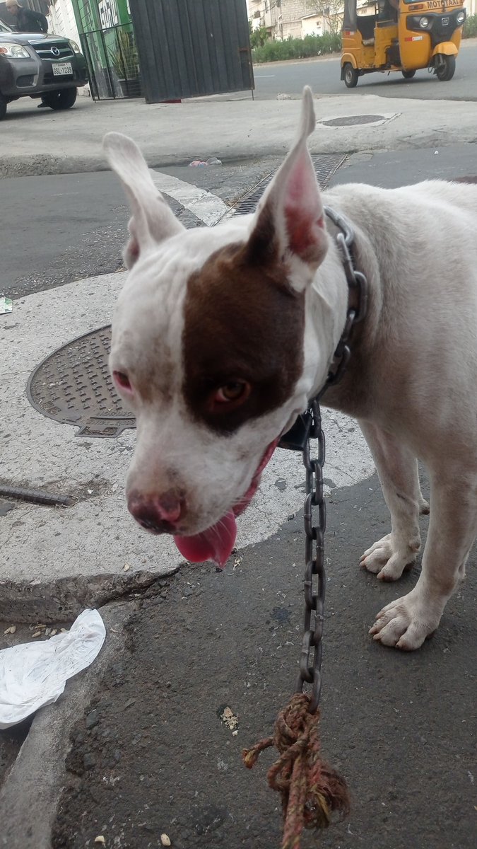 AlertaMePerdi's tweet photo. #ENCONTRADO #GUAYAQUIL
Fecha: 2026-08-28
Sector: Norte, Las orquídeas Mz 1014
Sexo: Macho
Raza: Pitbull
Observación: Raspadura en la pierna derecha, posible infección
Contacto: 0978834160
¡Ayúdalo a volver con su familia!
#AlertaMePerdí https://t.co/8ptdlYz4WK
