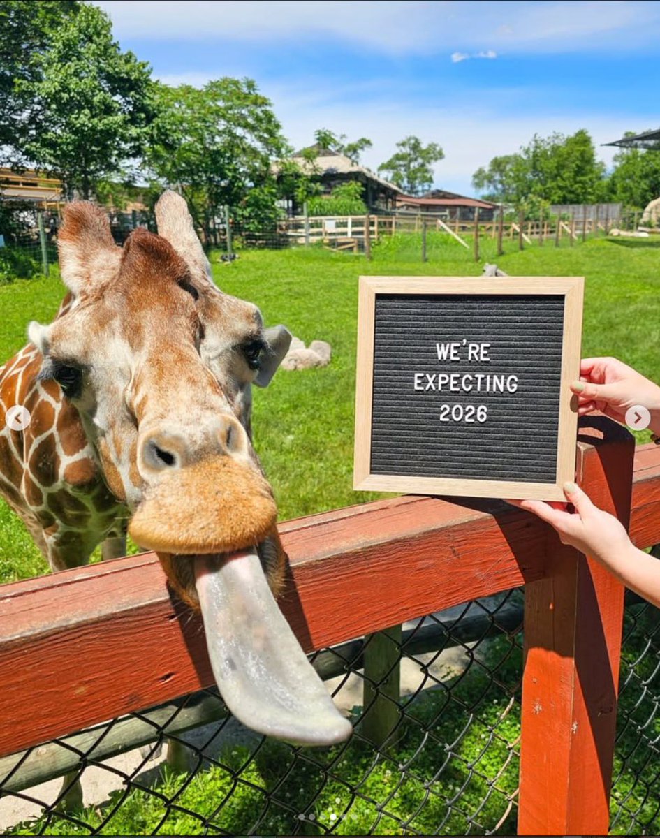 syntackx's tweet photo. yo I think we just frontran today's baby giraffe announcement.

Blank Park Zoo reveals her name at noon CT after the baby shower. 

the choices:
Kya — “diamond in the sky”
Delila — “gentle/delicate”
Juniper — no description. Literally nothing.

her mom’s name is Skye.

Kya was listed first on their contest page, gets the only meaning with an actual story behind it, and every visible shot of the in-person voting from their IG story has Kya clearly leading.

Then the fine print: the winning vote is only “considered” the winner. The zoo reserves final say.

Mom named Skye.
Kya means "diamond in the sky."
Kya was winning IRL.
House has discretion, and they are a very memey zoo.

They’re naming this giraffe Kya.

WE ARE SO EARLY.