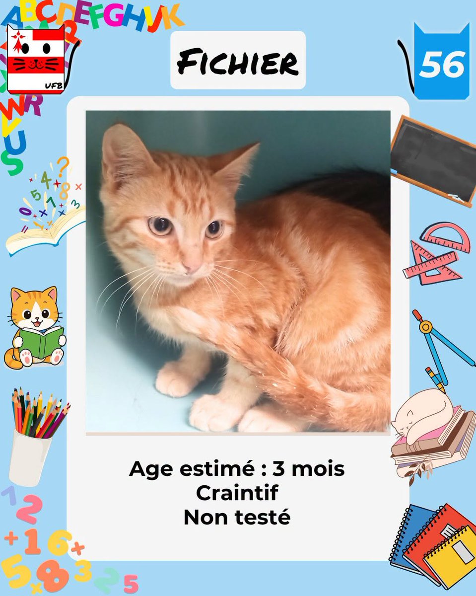 justineducern's tweet photo. En fourrière en Bretagne dans le dépt 56  
Je suis à ADOPTER 
mais avant le 04/09/26   
pour me sauver et me permettre de continuer à vivre,   
Pour renseignements :  
 Contacter Urgences fourrières de Bretagne par ce lien bleu, et faire un message   https://t.co/cij7aMhLYw https://t.co/KFLgCsxhZ5