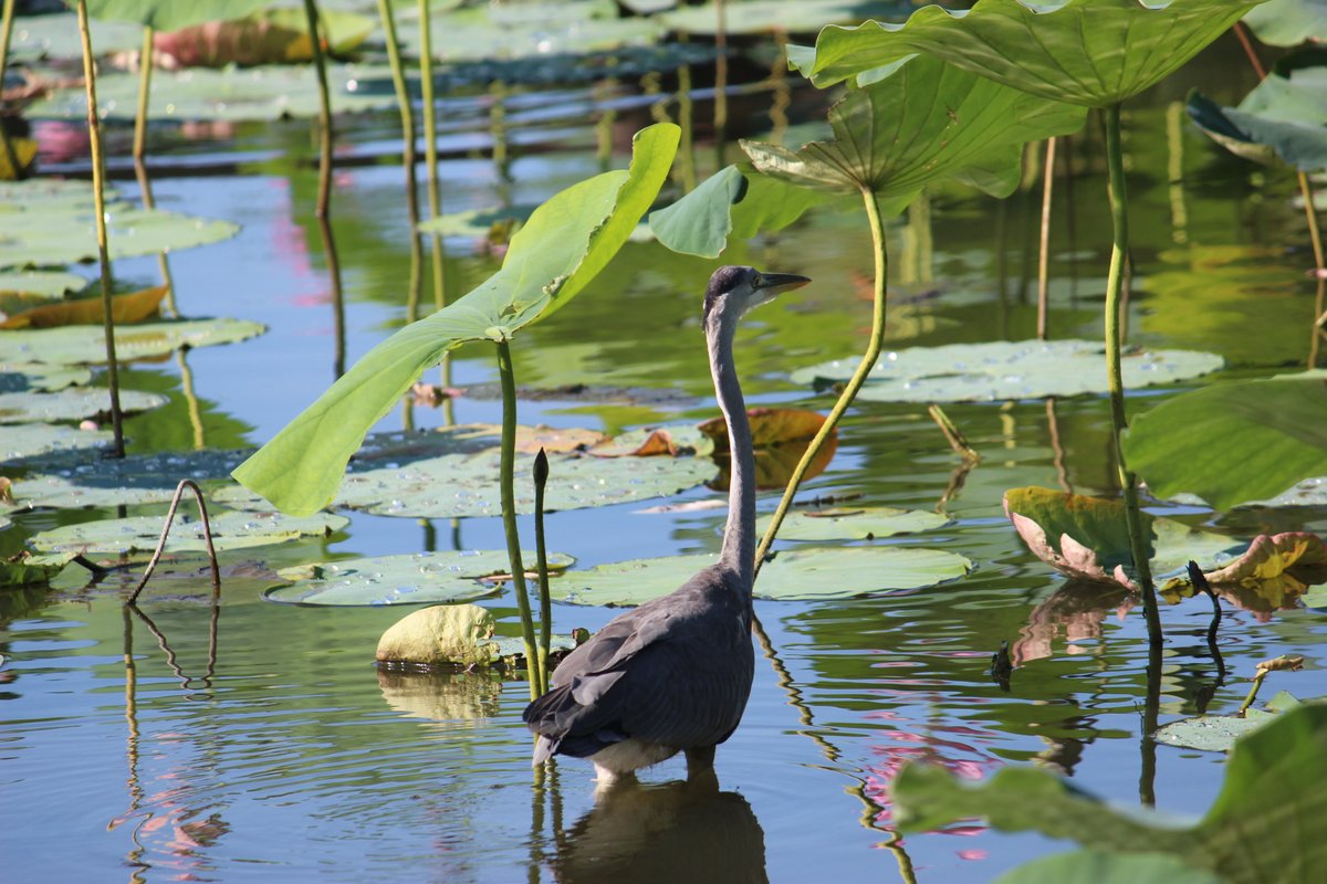 tree_3_forest's tweet photo. #アオサギ　池でたたずむ
（撮影：2022 年8月18日＠古代蓮の里）
#水鳥 #水辺の鳥 https://t.co/RMz838AWQw