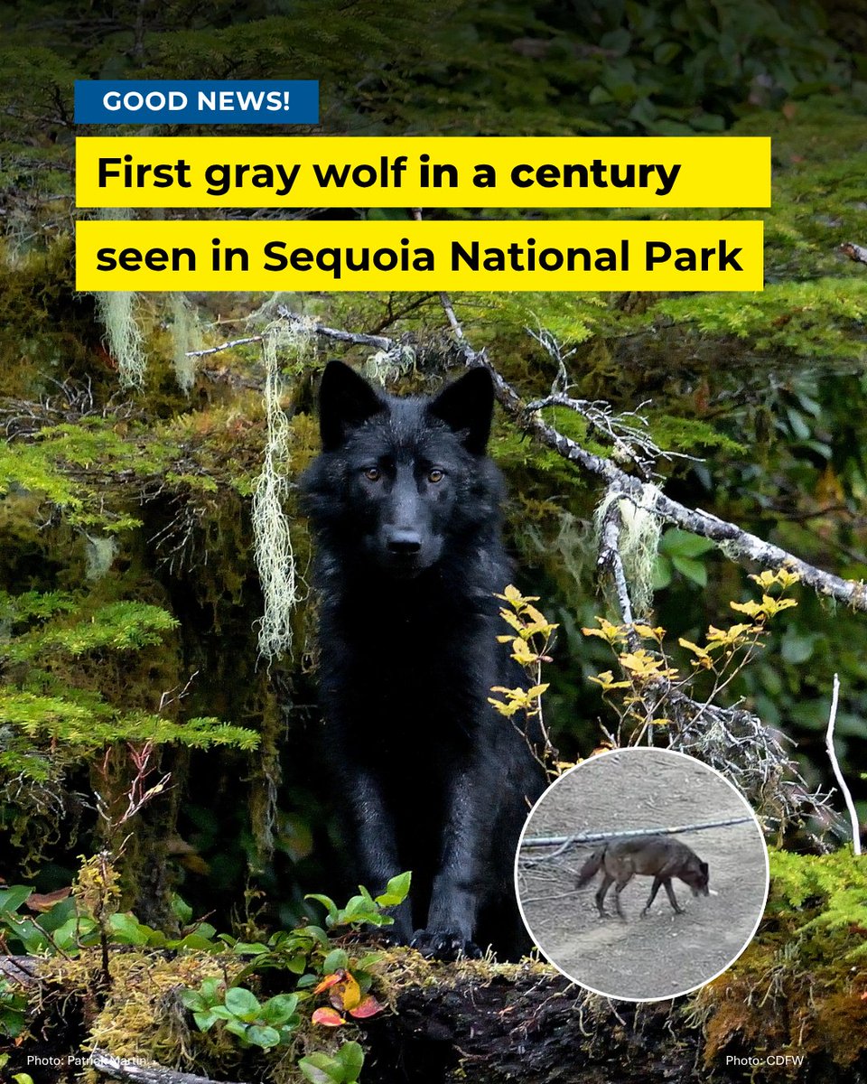Defenders's tweet photo. A gray wolf has been spotted in California’s Sequoia National Park for the first time in more than 100 years! 

The three-year-old female, known as BEY03F, was born in northern California and has traveled an impressive distance south, likely in search of a mate and new territory. https://t.co/AuUHfNpN0O