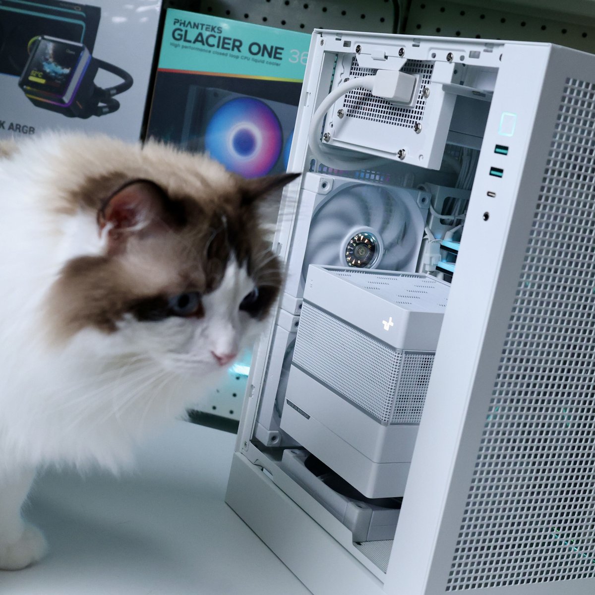 Deepcoolglobal's tweet photo. Approved by the real owner. 🐱👑 What does the cat rate it?

Case: CH170 PLUS WH
Air cooler: ASSASSIN VC ELITE WH
Fan: FT12 WH

#deepcool #assassin #catlover #airflow #pcbuilding #fps #gamingpc #gamerlife #esports #cpucooler #lga1851 #am4 #am5 #memes https://t.co/A5ror8PKi0